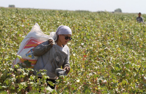Түркістанда мақта терімі басталды