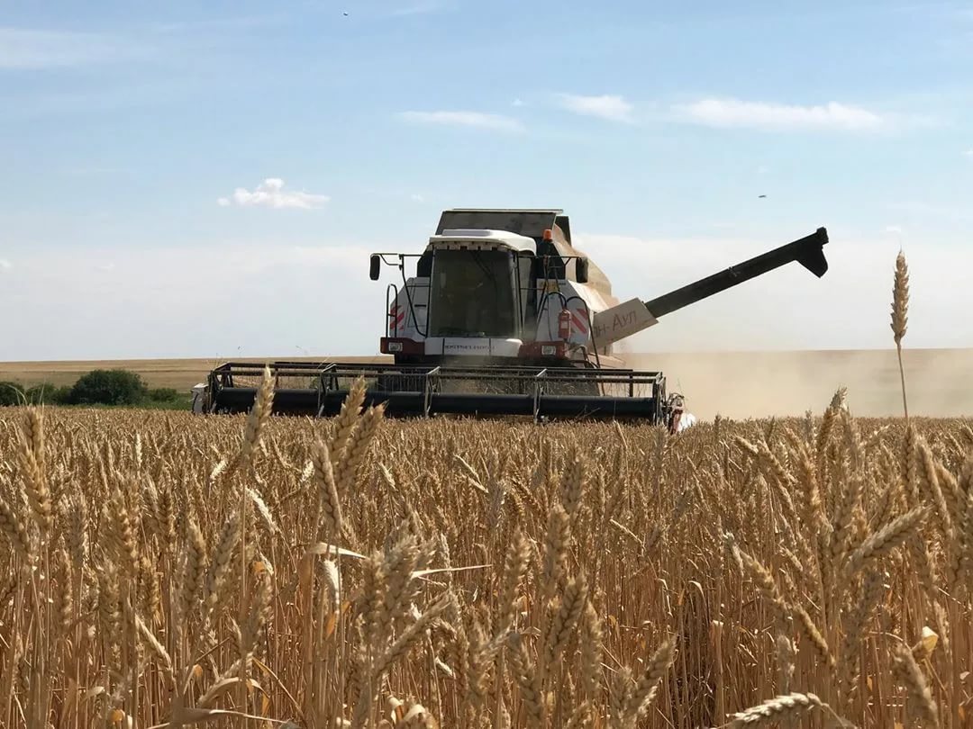 Еліміз бойынша 12 млн гектарға жуық егін алқабы жиналды – АШМ