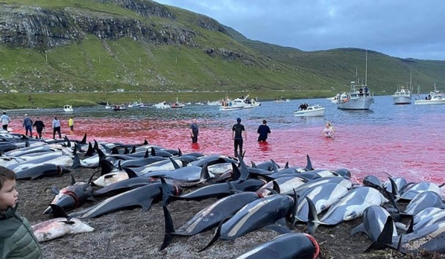 Фарер аралдарында бір түнде 1428 дельфин өлтірілді