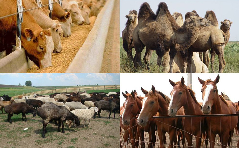 Мал шаруашылығына – қаржылай қолдау