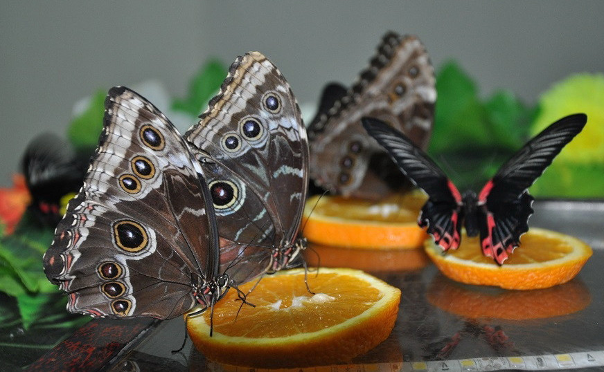 Көбелектер көрмесі