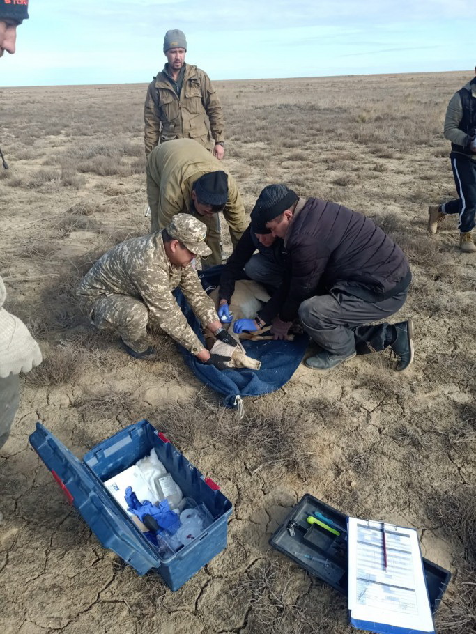 Киікбаудың көмегі көп