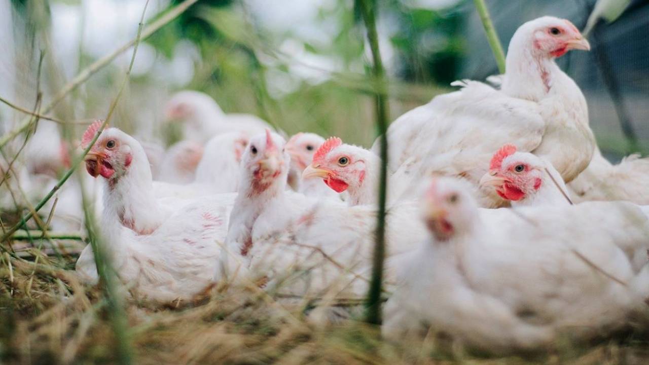 Қазақстанның тағы бір өңірінен құс тұмауы анықталды