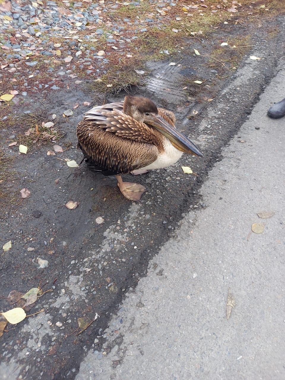 Белоусовкада бірқазан жүр