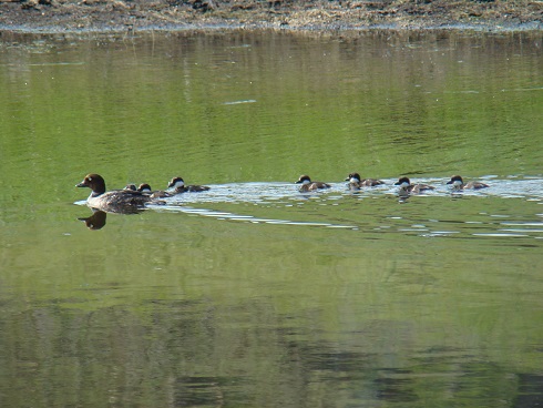 Аң-құс азықтан тарықпайды