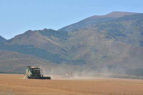 Қамба толды астыққа...