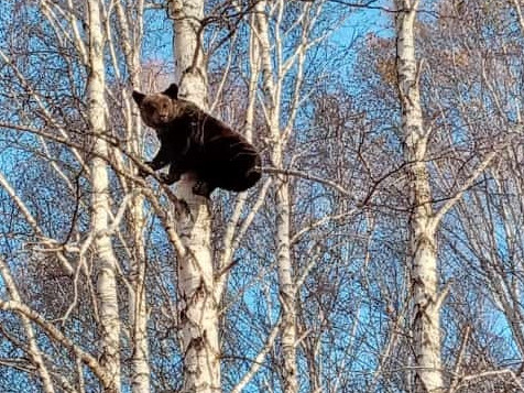 Ауылда аю жүр