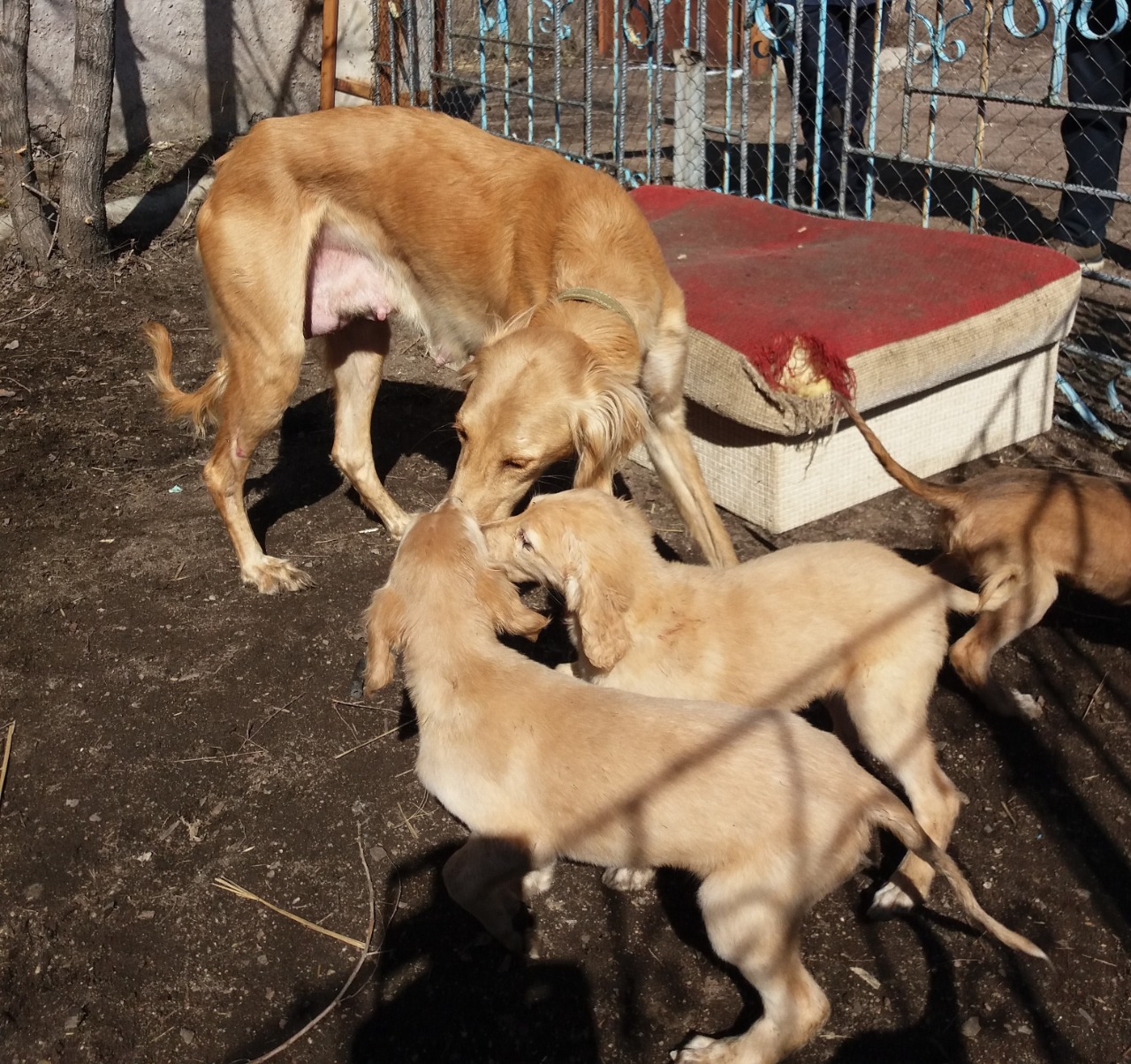 Аңшылық – асыл өнер