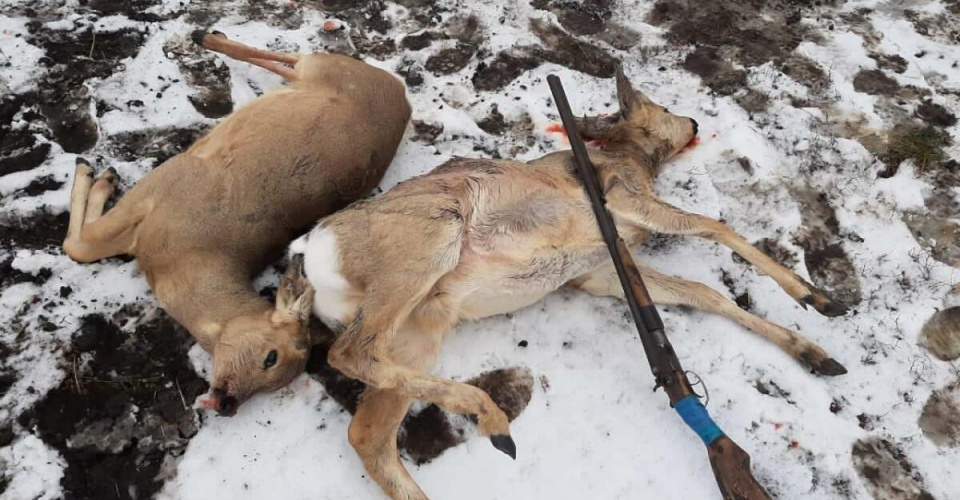 Елік аулаған ақтөбелік азамат ұсталды