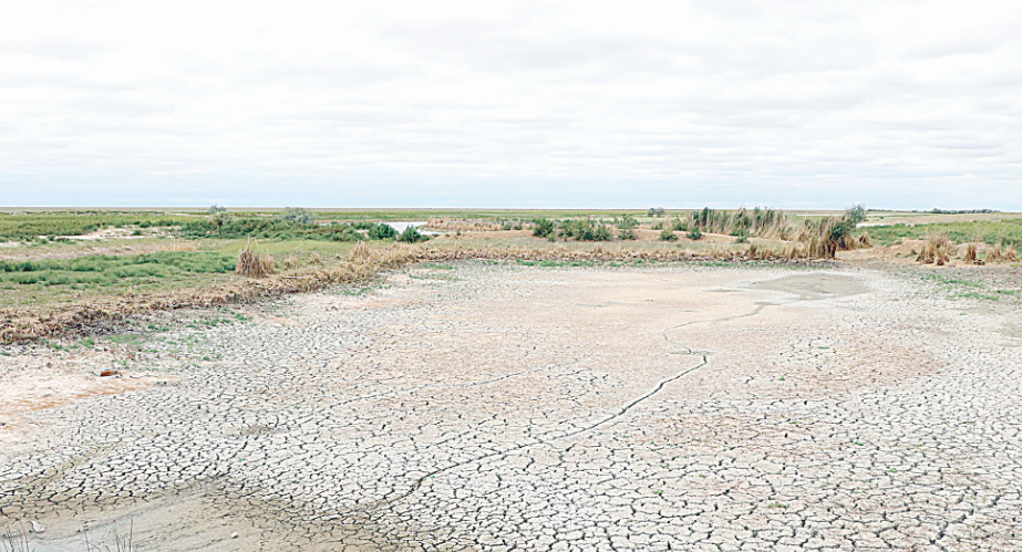 Бағырлайдан бақ тайса...