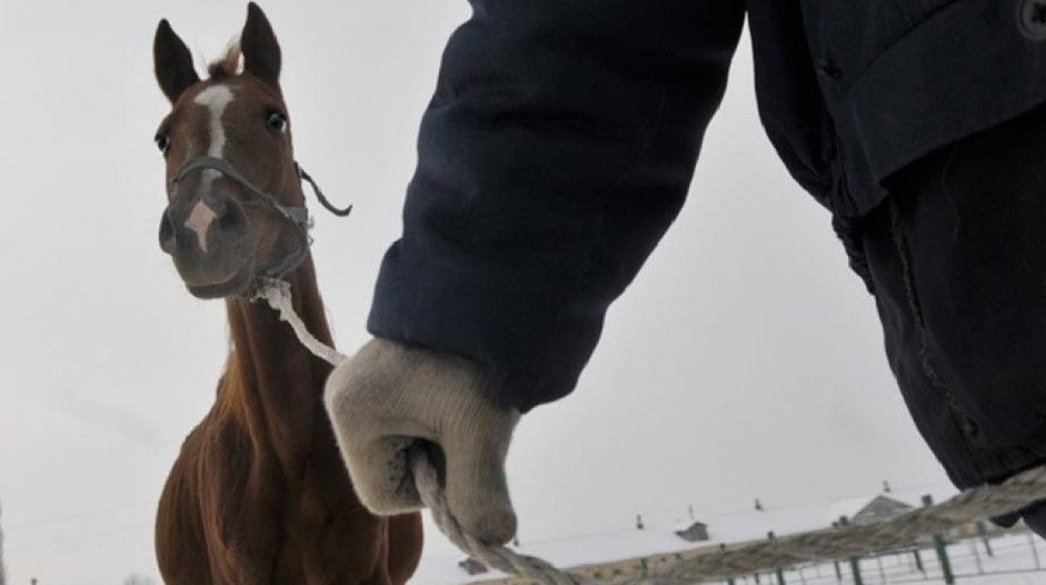 Мал ұрлығы өршитін кез