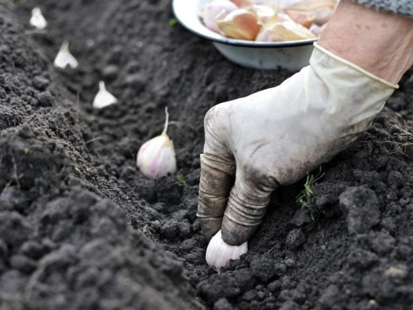 Пияз егіп, пайдаға кенелді