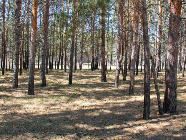 Павлодарлық орманшылар заңсыз ағаш кескен