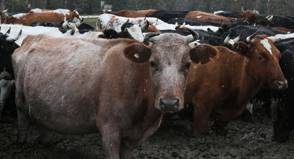 Малдың жаппай қырылу мәселесінің шешімін ұсынды