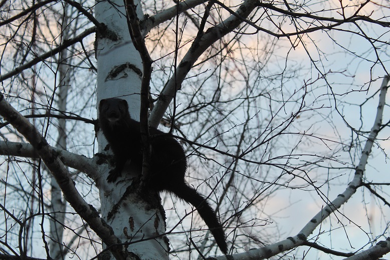 Күндіз жортқан қара күзен