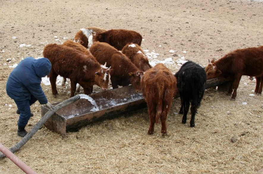 Көтерем мал қыстан аман шықса игі