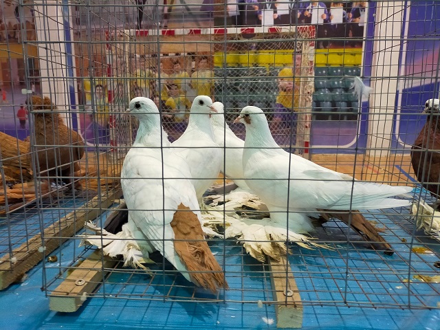 Көгершіндер көрмесі