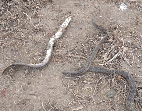 Балық па, әлде жылан ба?