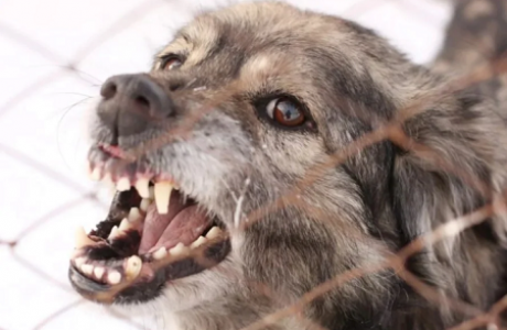 Атырауда қаңғыбас иттер 13 жасар қызды талап тастаған