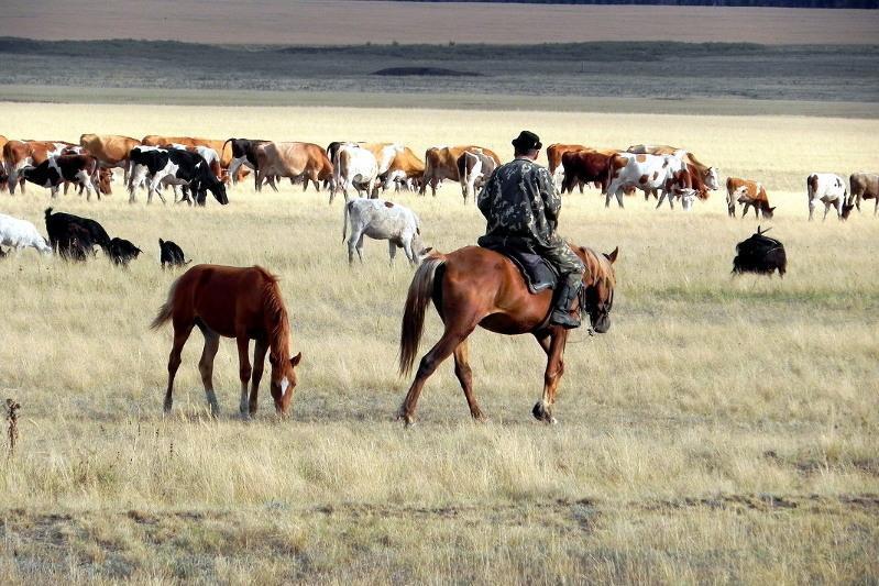 Мал ұрлығы өршіп тұр