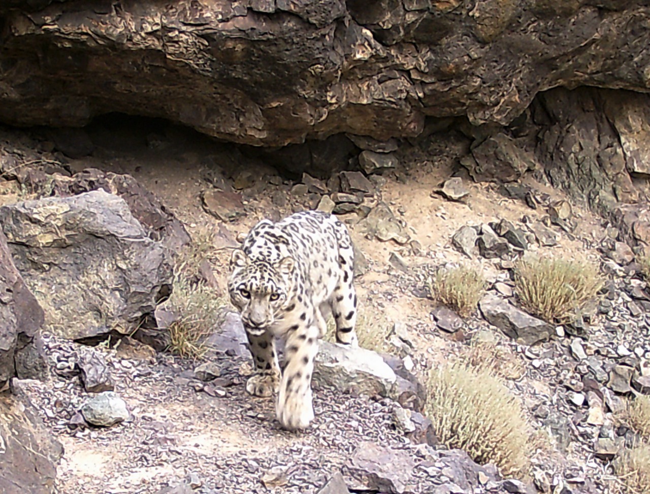 Қар барысына қамқорлық қажет