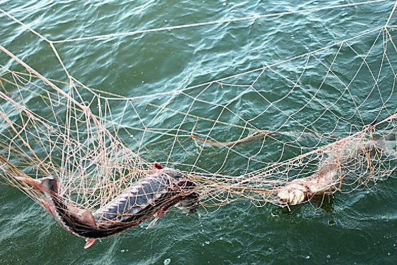 Атырауда 70 келіге жуық бекірені тасымалдағандар ұсталды