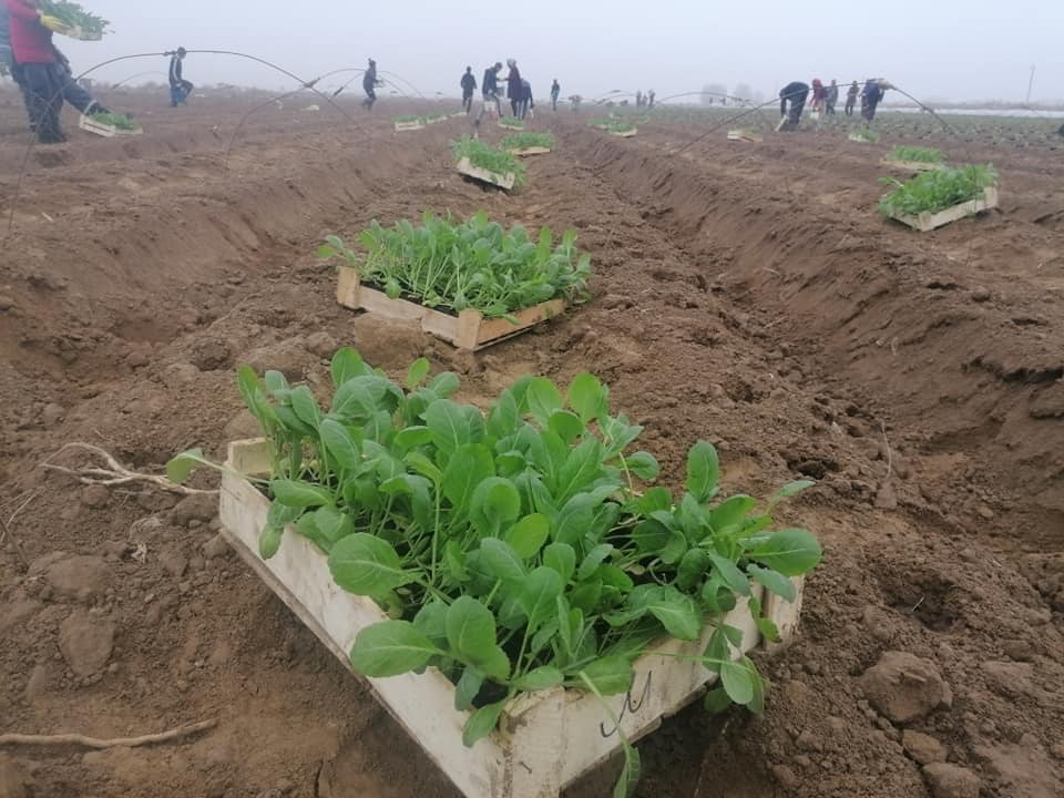 Бағаны тұрақтандыруға диқандар да мүдделі