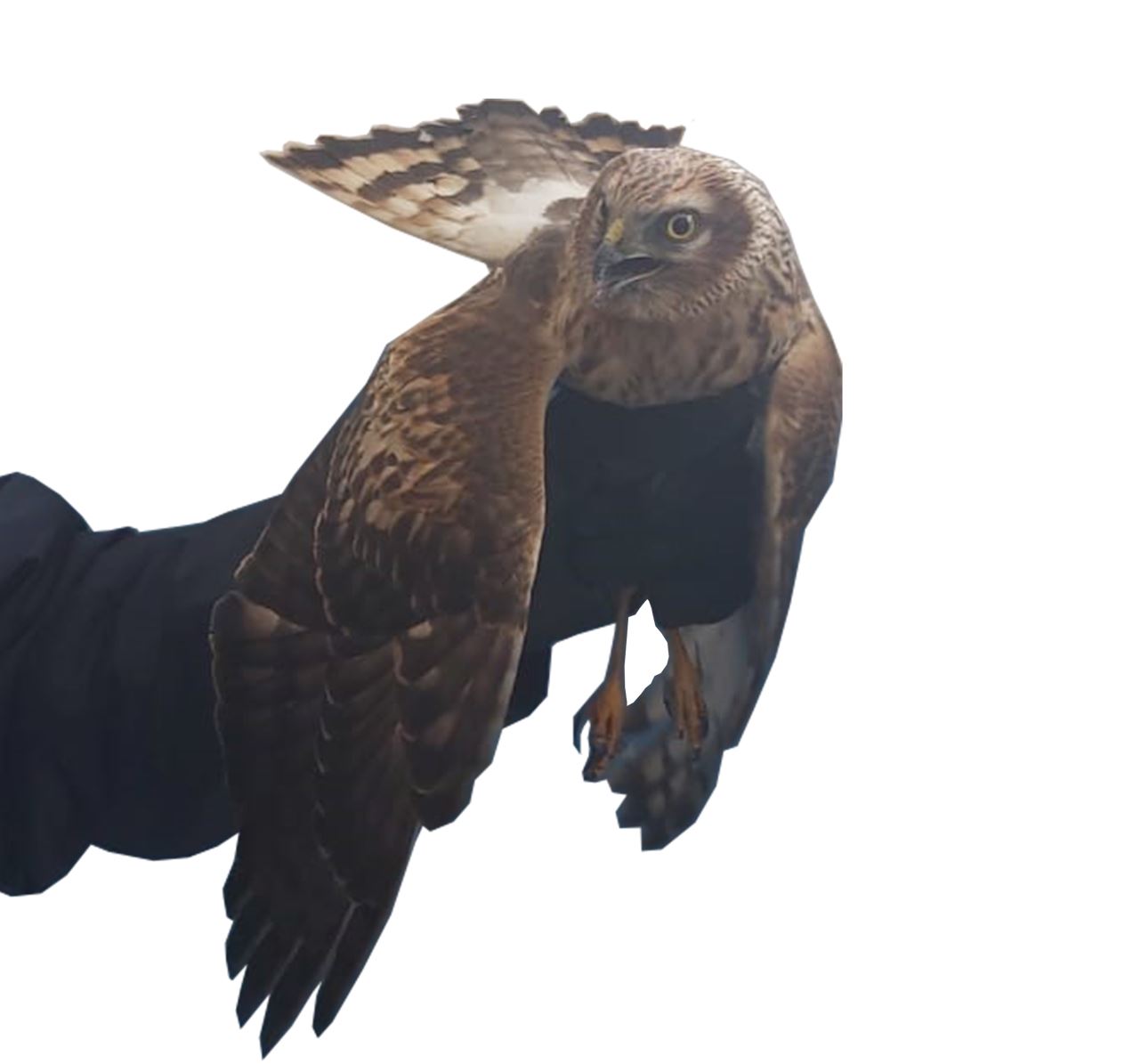 Қаңтарда адасқан қаршыға