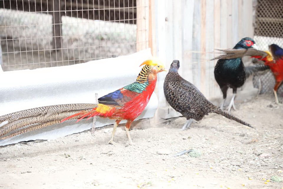 Рахманбердінің құстары