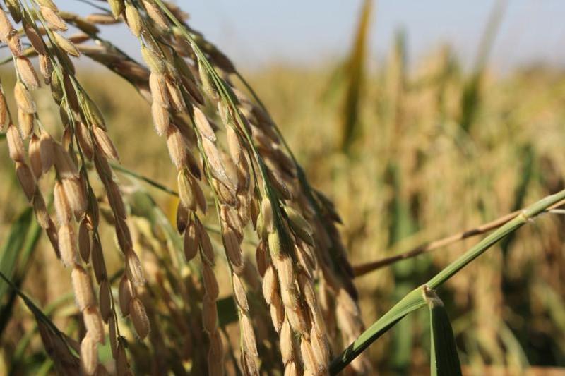 Сырда күріш алқабы тағы азаяды