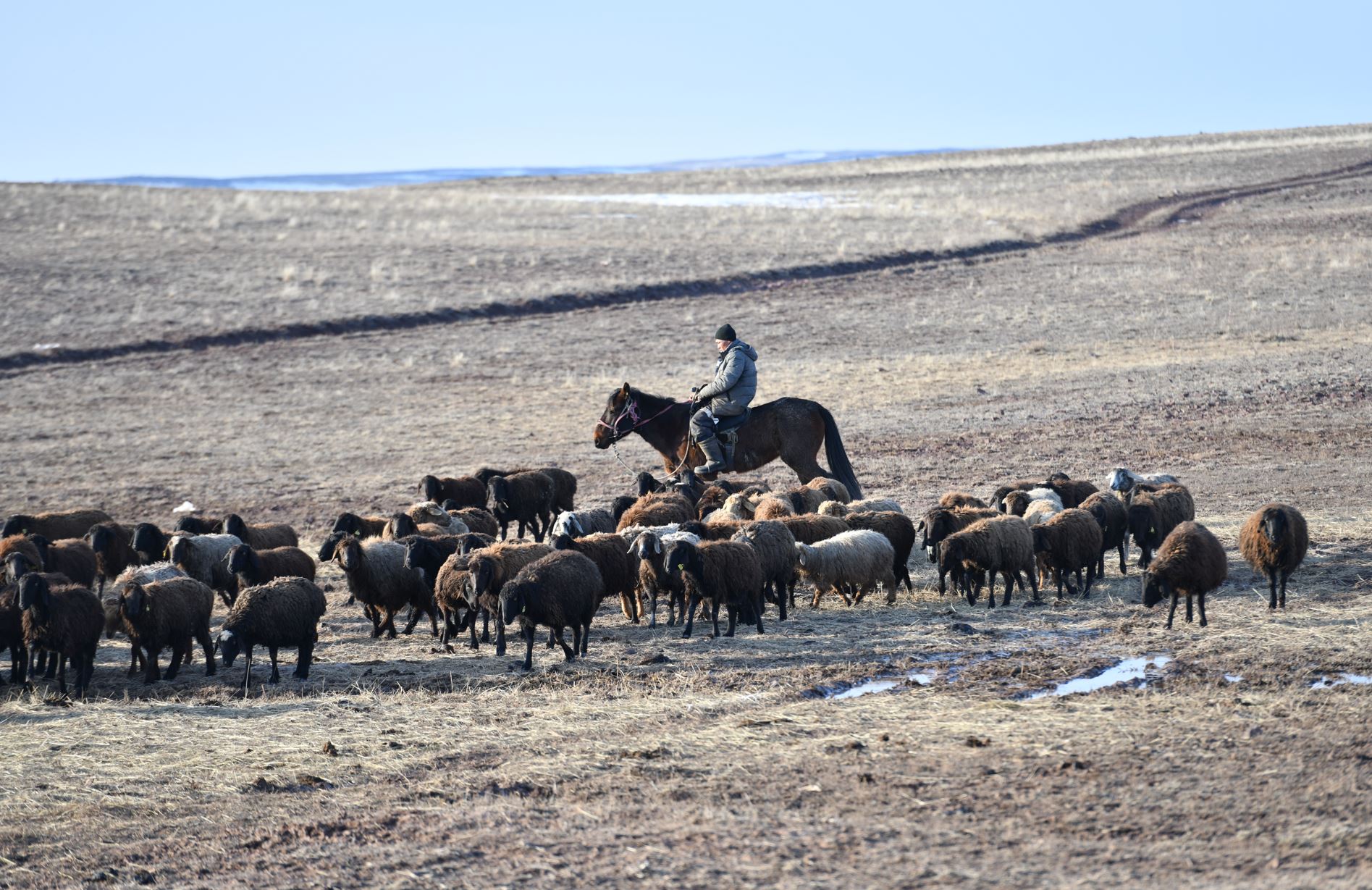 Бағымдағы малдың басы азайды
