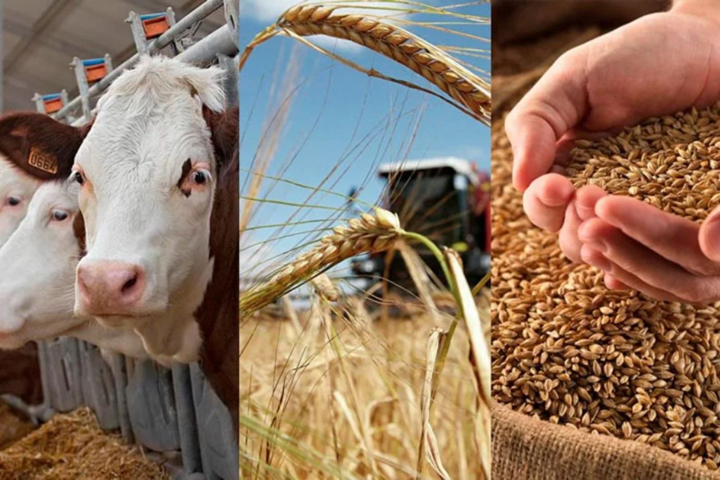 Ақылбек Күрішбаев: Парламентте ықпалды аграрлық лобби жоқтың қасы