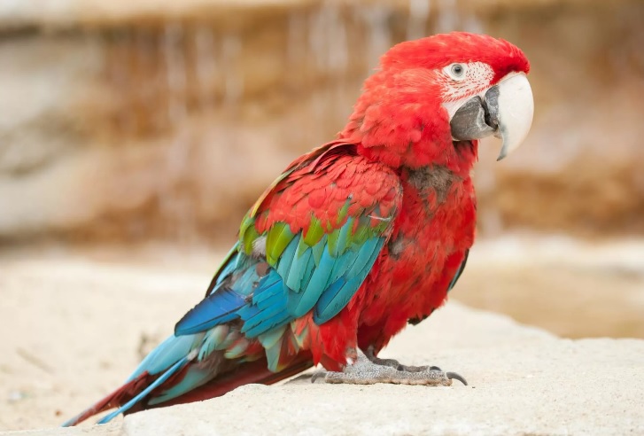 Тотықұс не дейді?