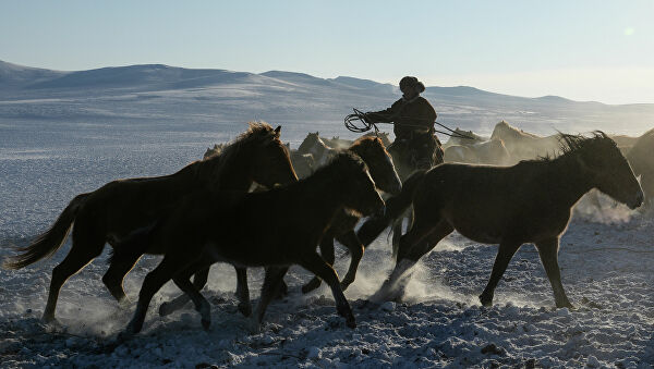 Жаза күшейсе де, мал ұрлығы өршіп тұр