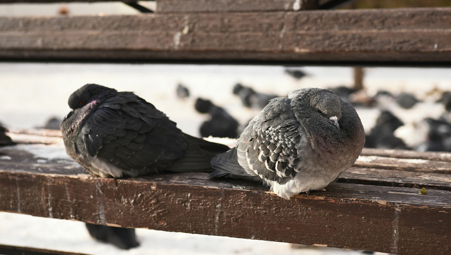 Күнестеген көгершіндер