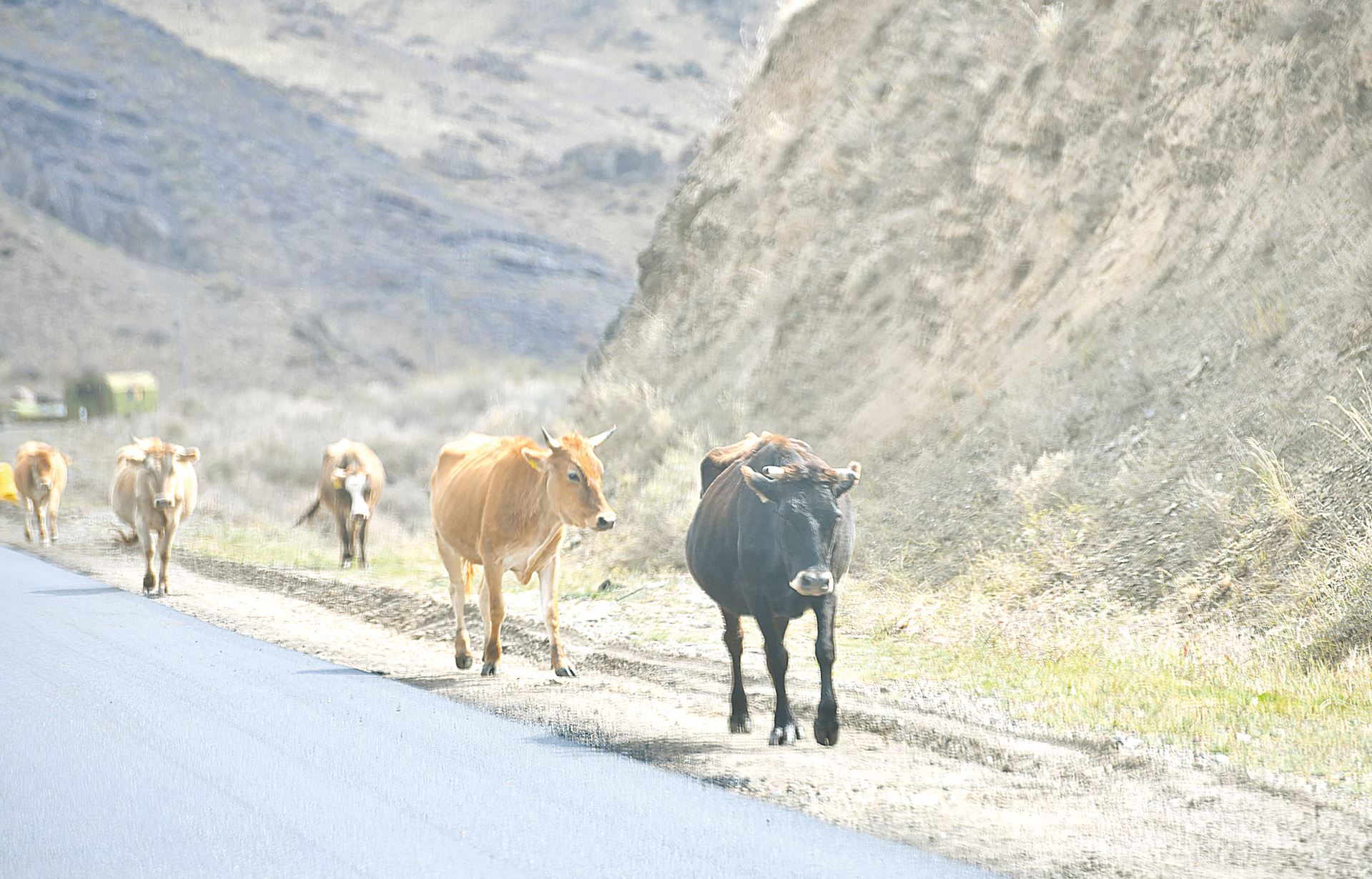 Жайылым көлемі ұлғайды