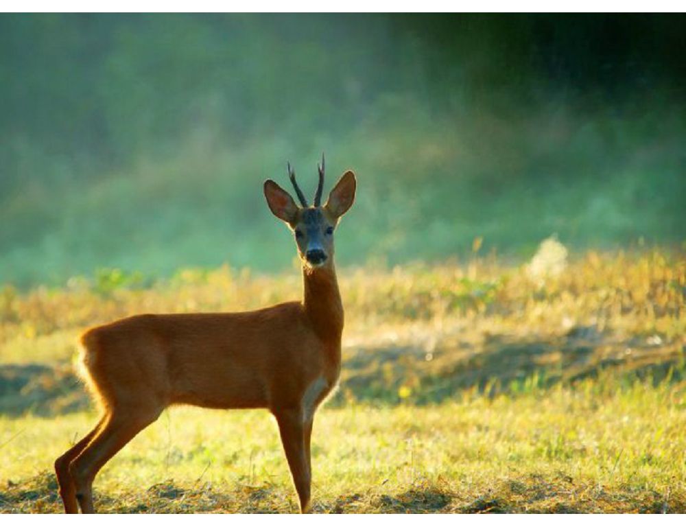 Елік пен тазы