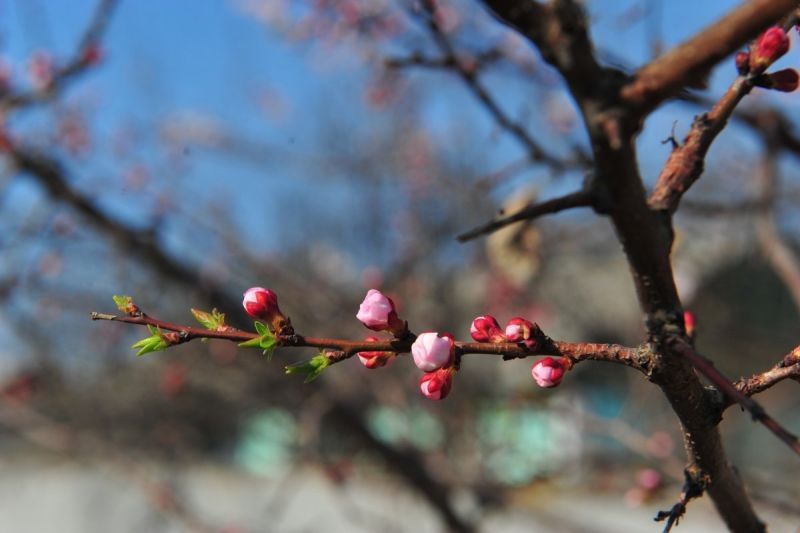 Сіз күткен көктем