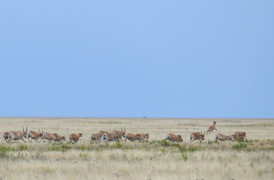 Қазақстанда киік аулауға  рұқсат беріле ме