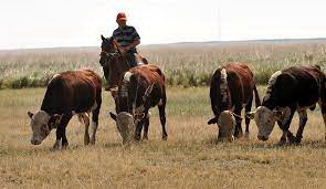 Мал баққанға бап керек