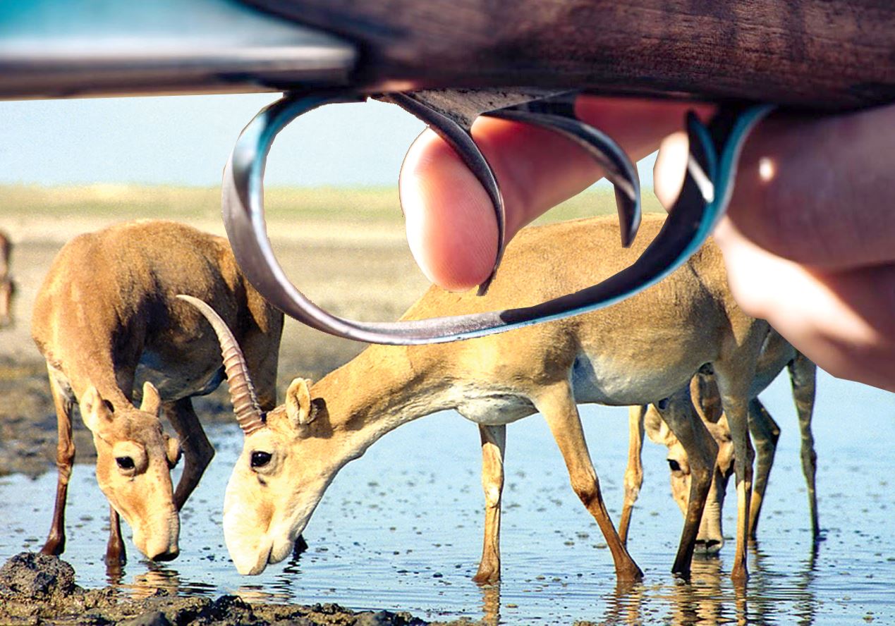 Киік қырғандар құтылмады