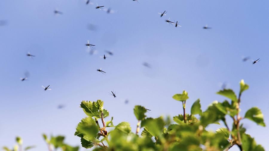 Масаға таланып, масқара болмасын