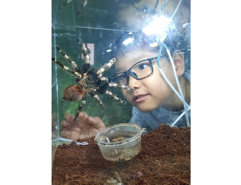 Өрмекшінің өмірі