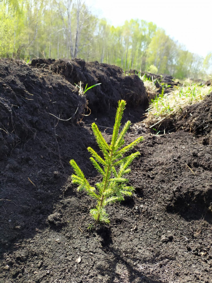 Орман алқабы көбейтіледі