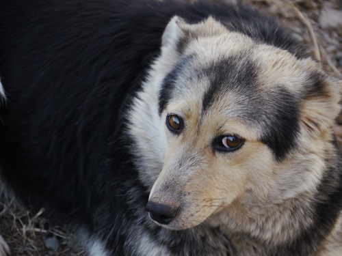 Үргені де үрей туғызады