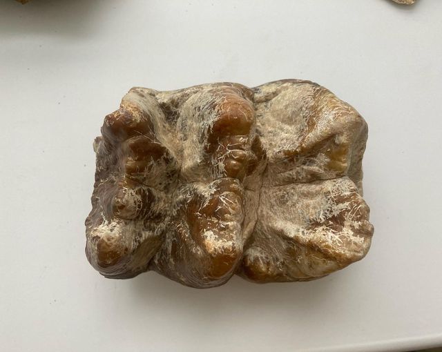 Мастодонттың тісі