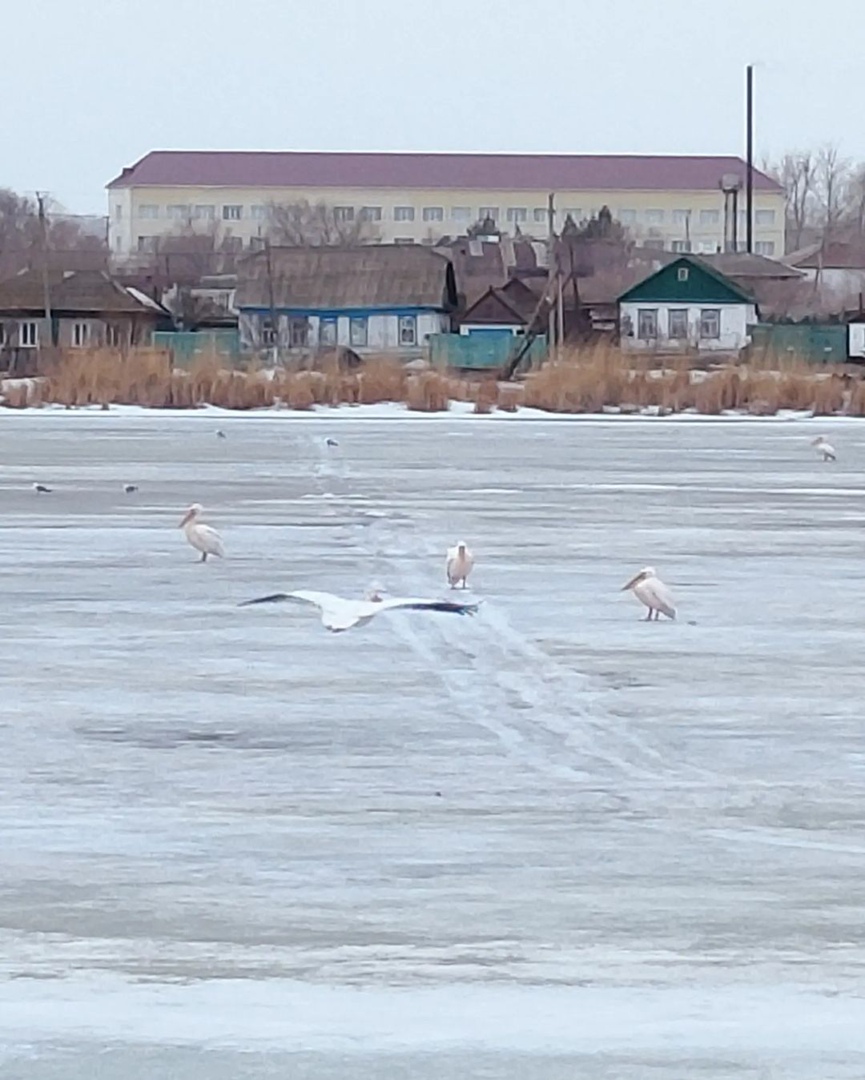 Әулиекөлге бірқазан қонды