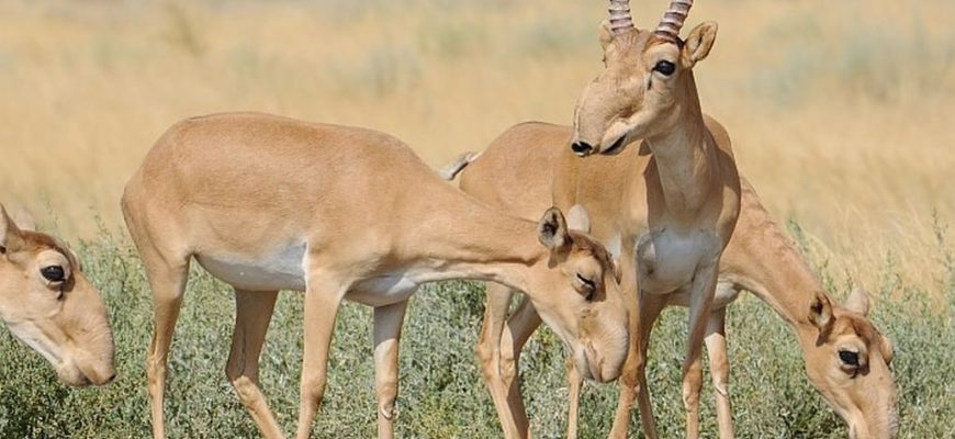 «Киік» акциясы өтеді