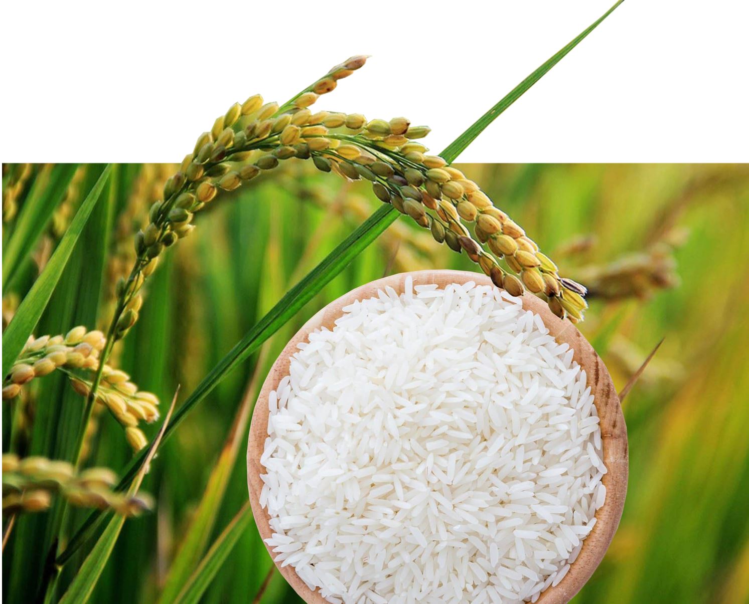 Күріштің мәселесі күрмектен көп