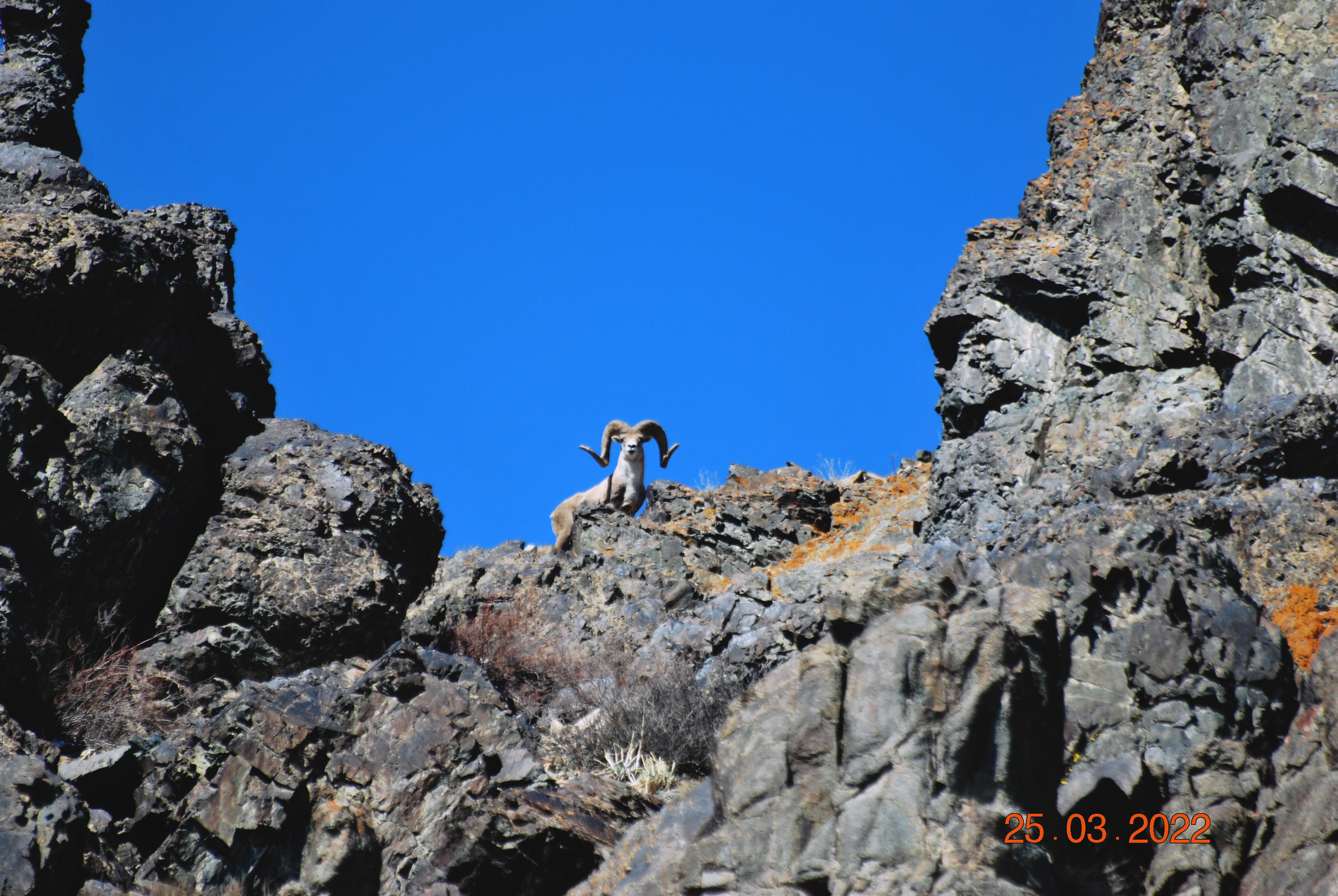 Тарбағатайда аң-құс санағы аяқталды